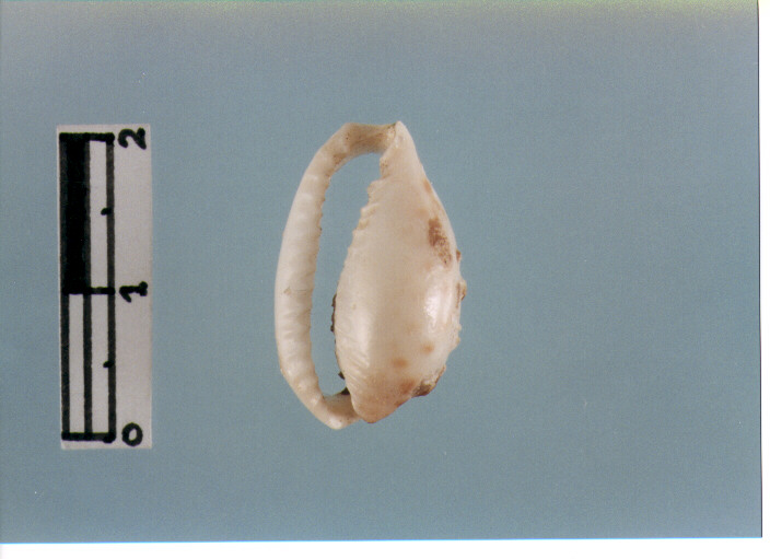 Amuleto