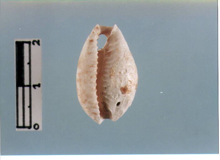 Amuleto