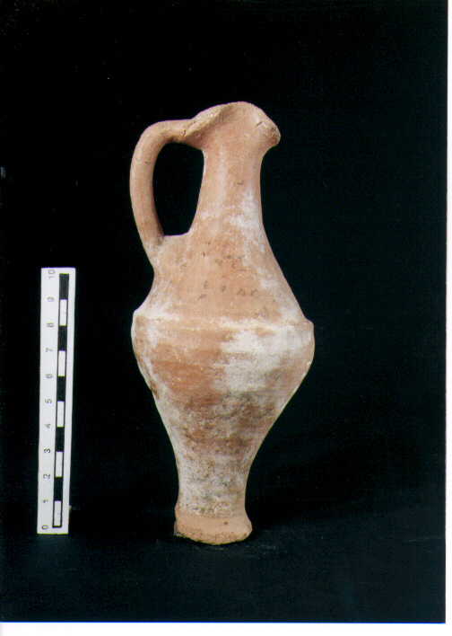 Brocchetta bilobata