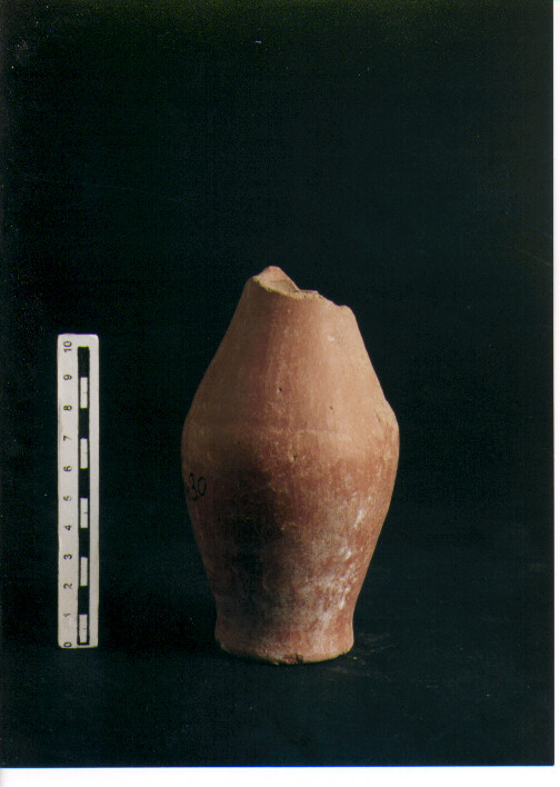 Brocchetta bilobata