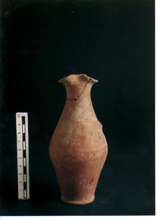 Brocchetta bilobata