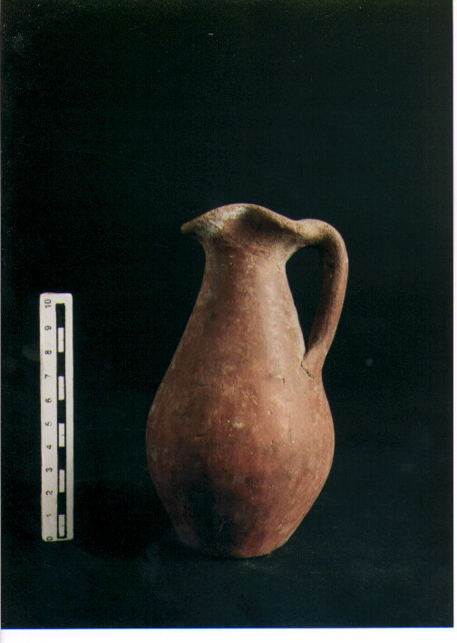 Brocchetta bilobata