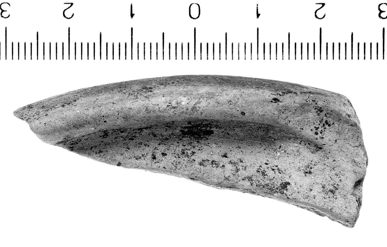 piattello/ orlo (secc. IV/ III a.C)