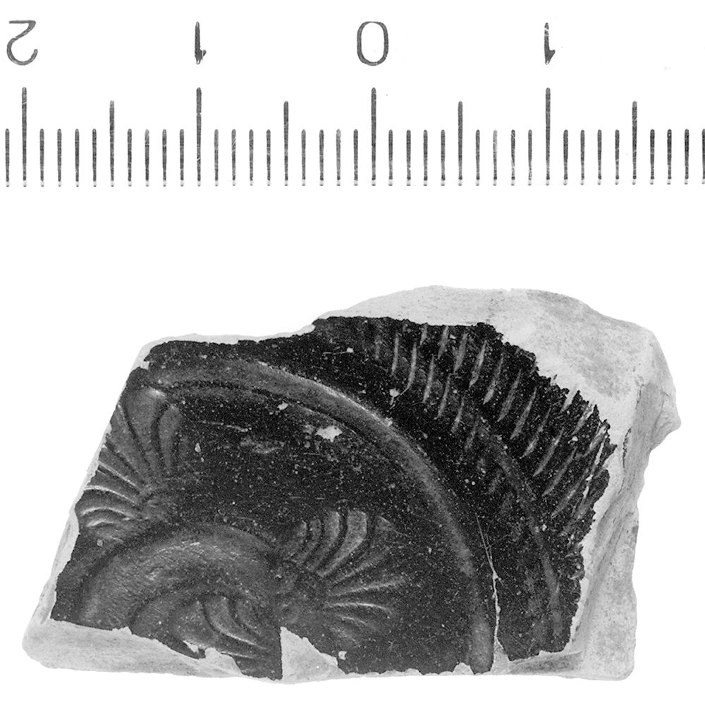 coppa/ fondo (Seconda metà sec. IV a.C)