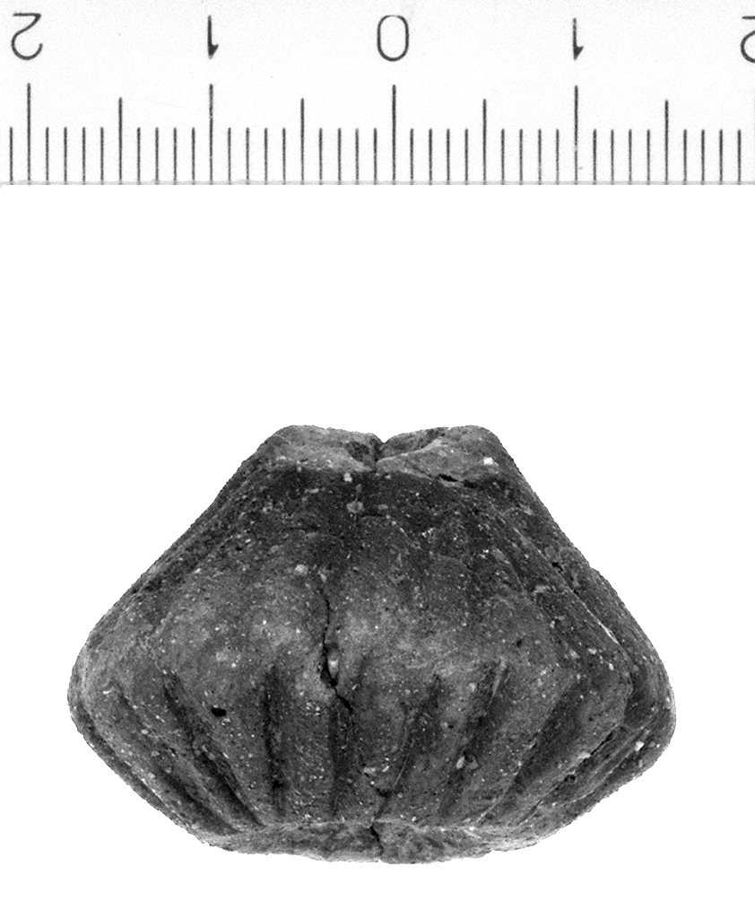 Fuseruola (secc. VII/ VI a.C)