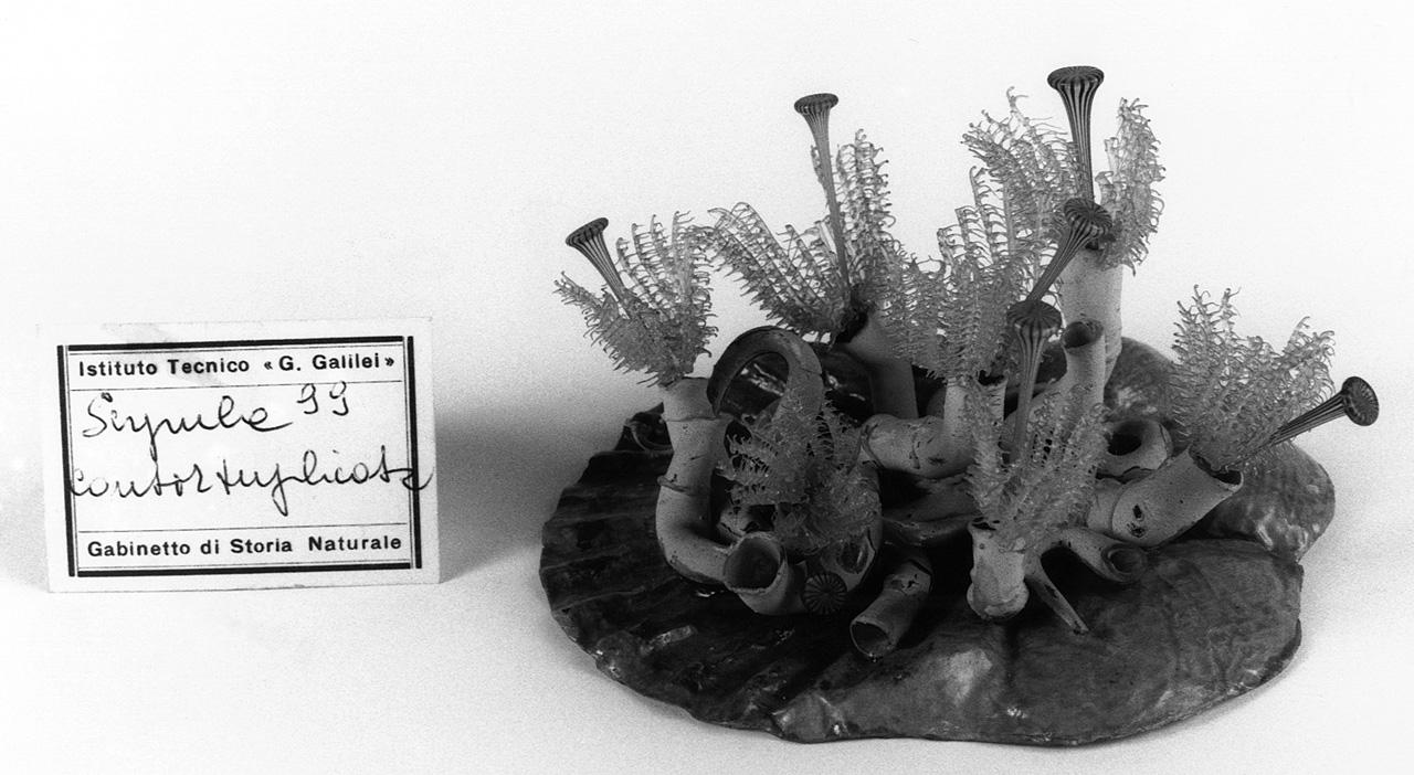 Serpules contortuplicata, organismo marino (modello) - manifattura di Dresda (seconda metà sec. XIX)