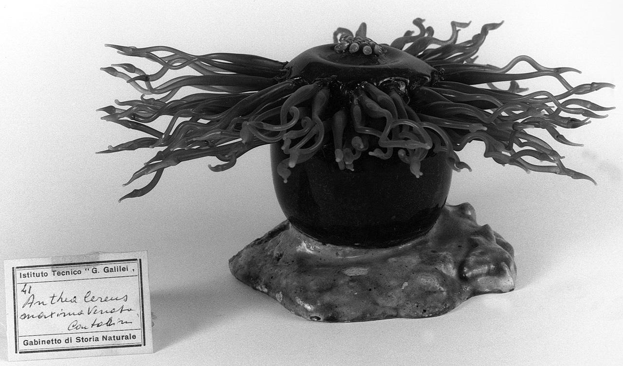 Anthea cereus maxima venata, organismo marino (modello) - manifattura di Dresda (seconda metà sec. XIX)