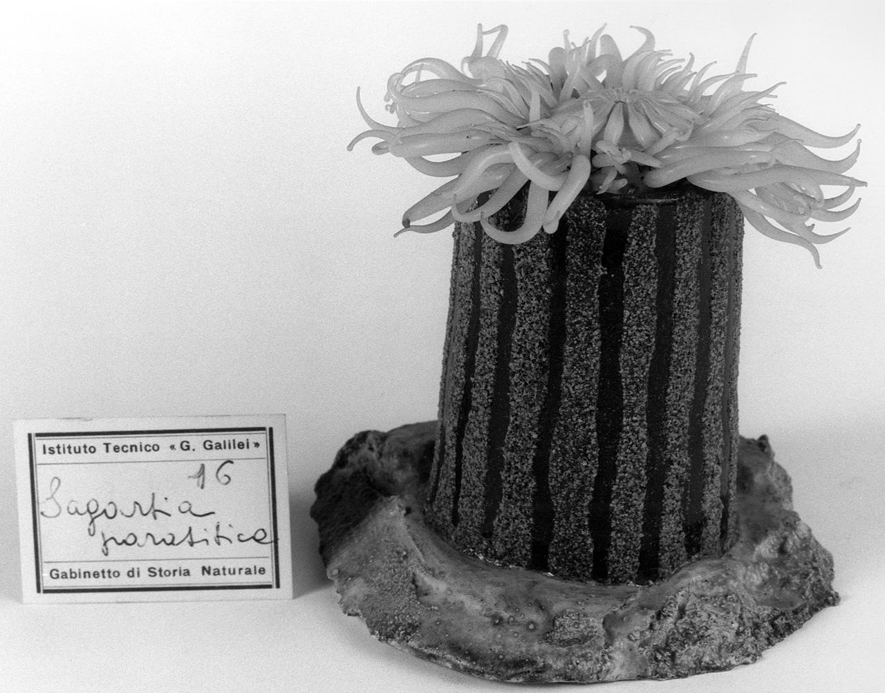 Sagartia parasitica, organismo marino (modello) - manifattura di Dresda (seconda metà sec. XIX)