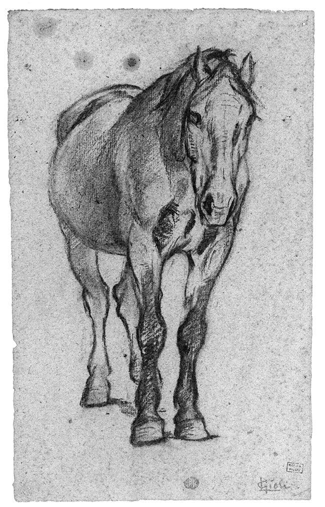 cavallo (disegno) di Gioli Luigi (secc. XIX/ XX)