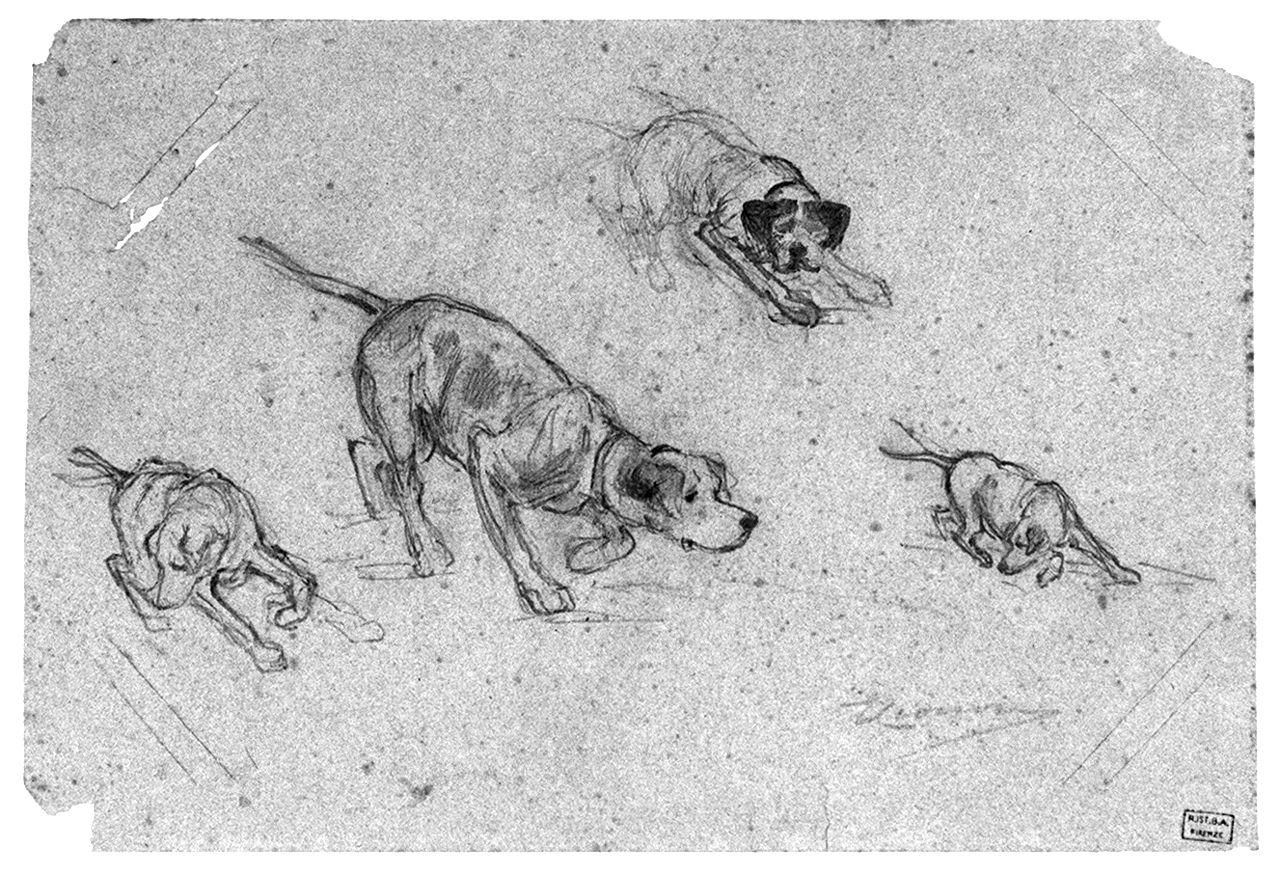 cane (disegno) di Cecconi Eugenio (secc. XIX/ XX)
