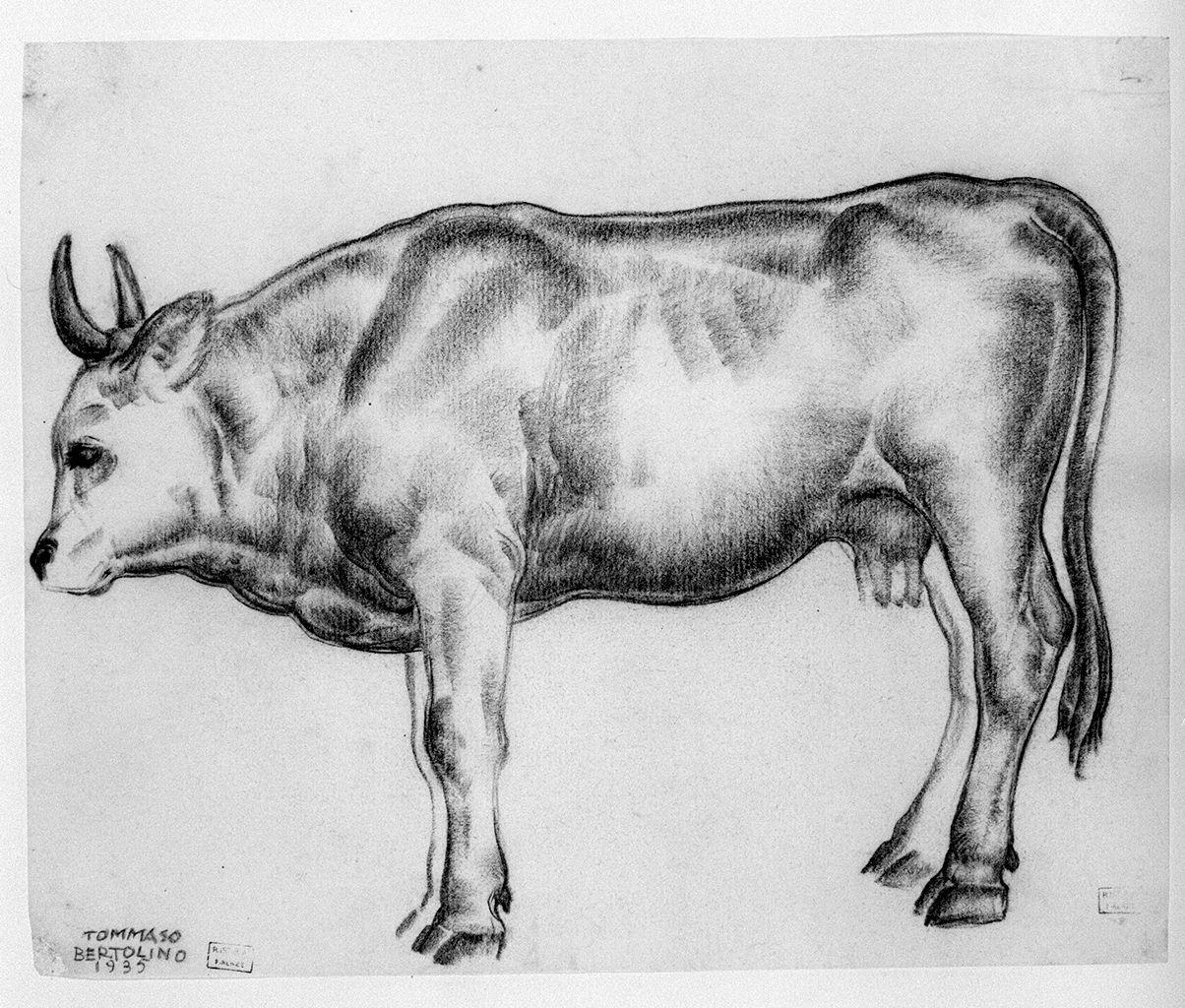 mucca (disegno) di Bertolino Tommaso (sec. XX)