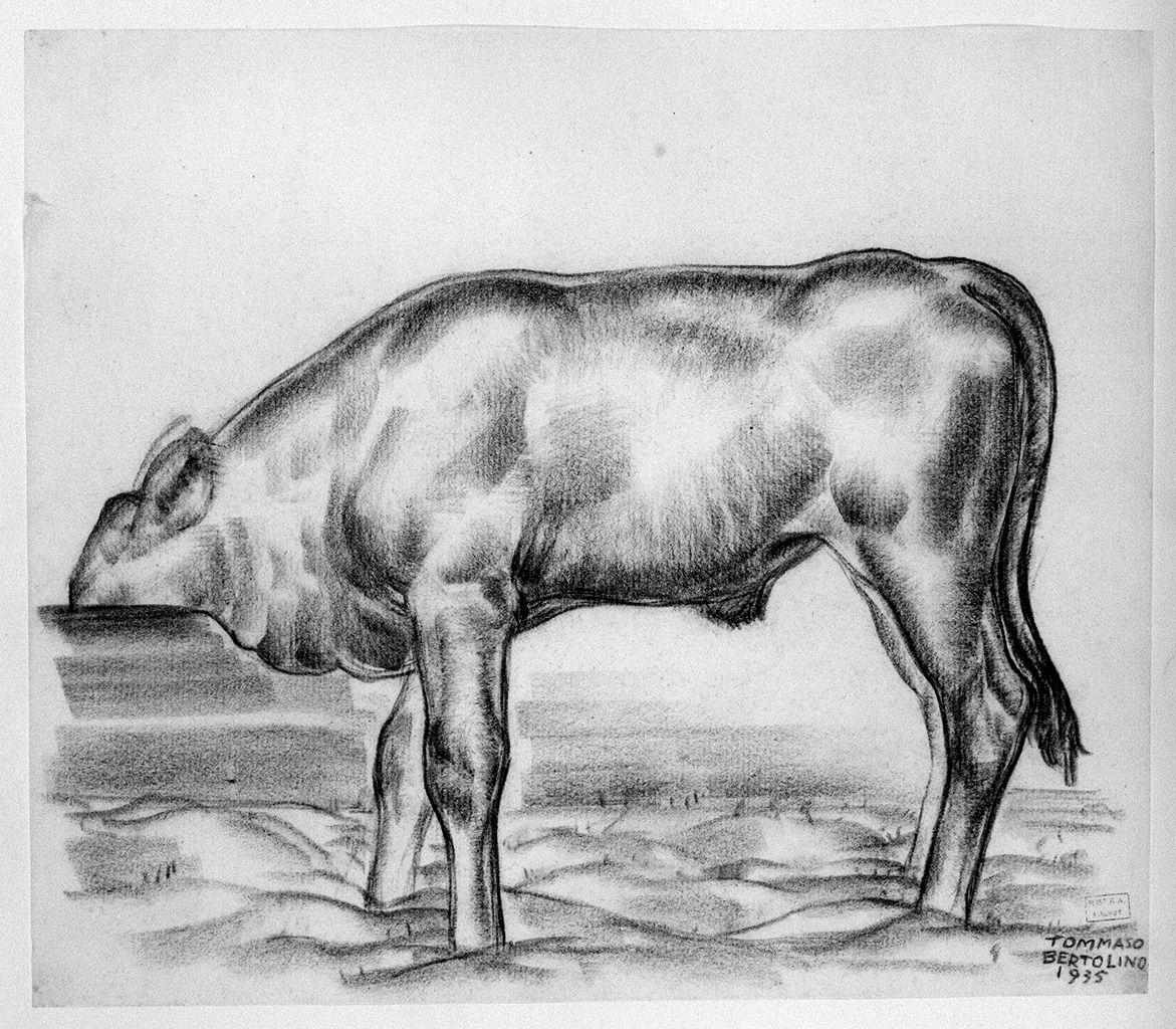 vitello (disegno) di Bertolino Tommaso (sec. XX)