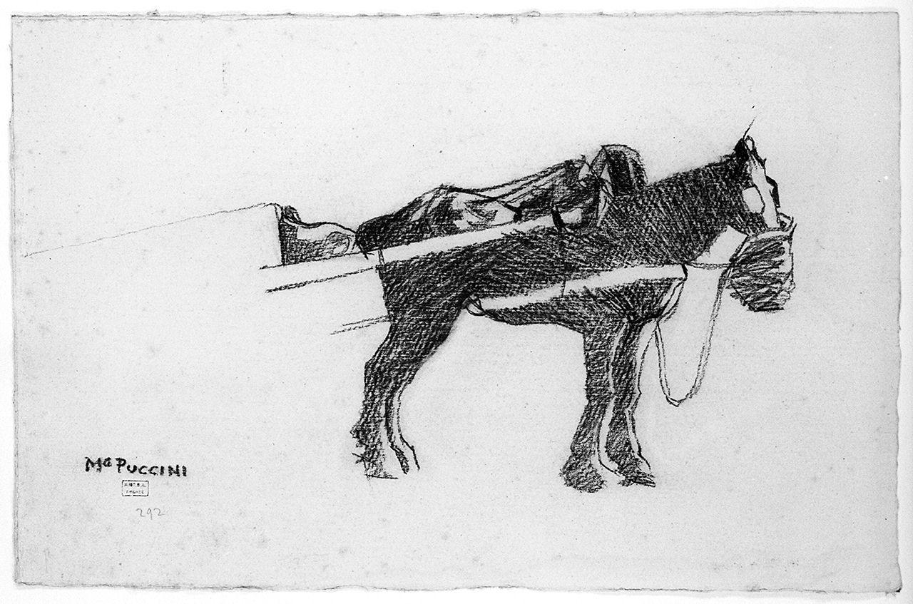 cavallo (disegno) di Puccini Mario (sec. XX)