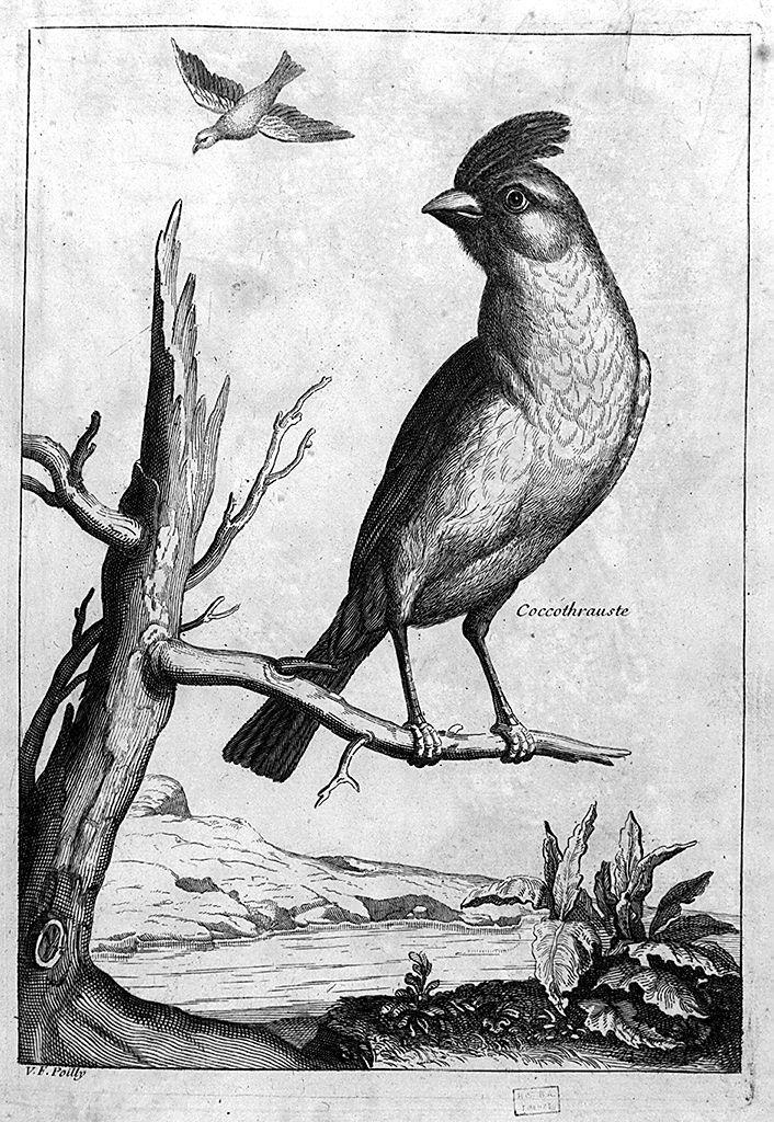 uccelli (stampa smarginata, serie) di De Poilly Francois (inizio sec. XVIII)