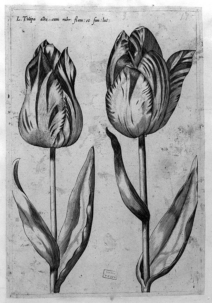 tulipani (stampa) - ambito Europa nord-occidentale (secc. XVII/ XVIII)