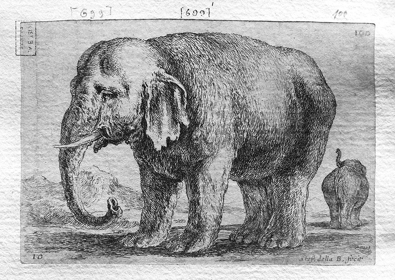 elefante (stampa smarginata) di Della Bella Stefano (sec. XVII)