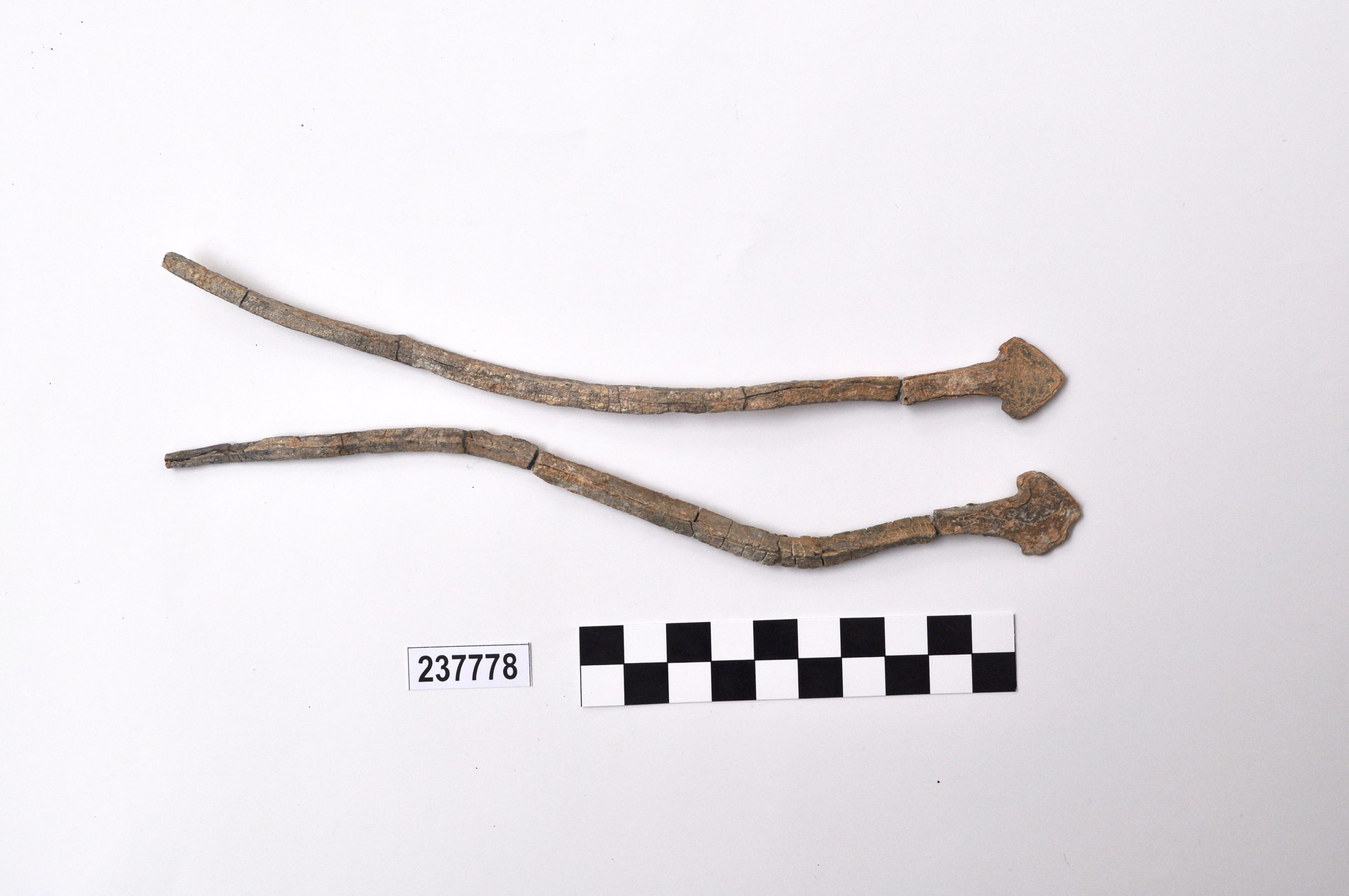 spiedo - ambito magno greco (sec. IV a.C)