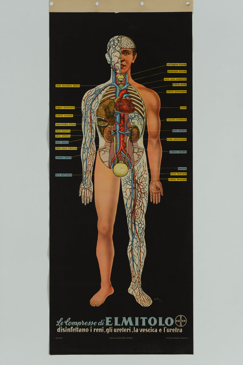 corpo umano maschile di cui si vedono gli organi interni e il sistema venoso e arterioso (manifesto) di Pomi Armando (sec. XX)