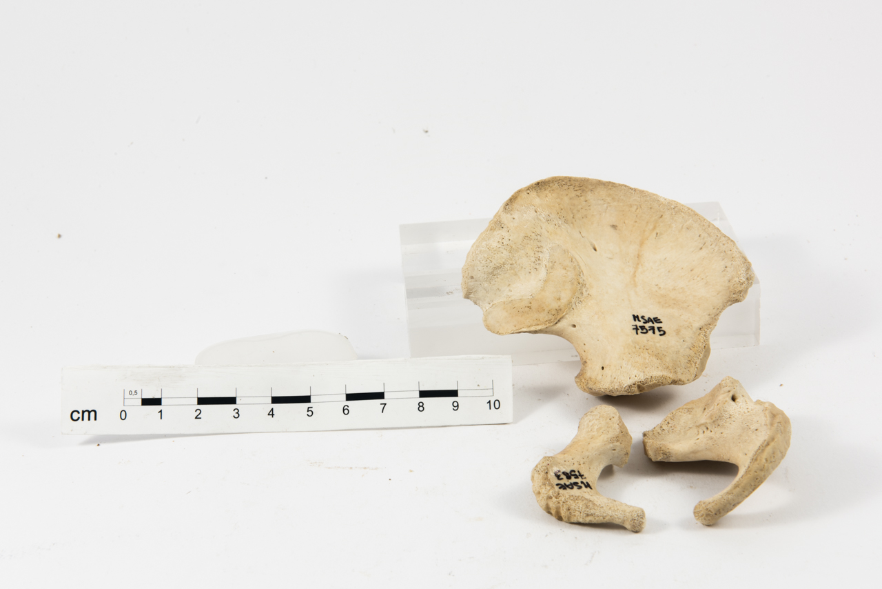 Reperti antropologici pertinenti a più individui, reperto osseo (inumato)