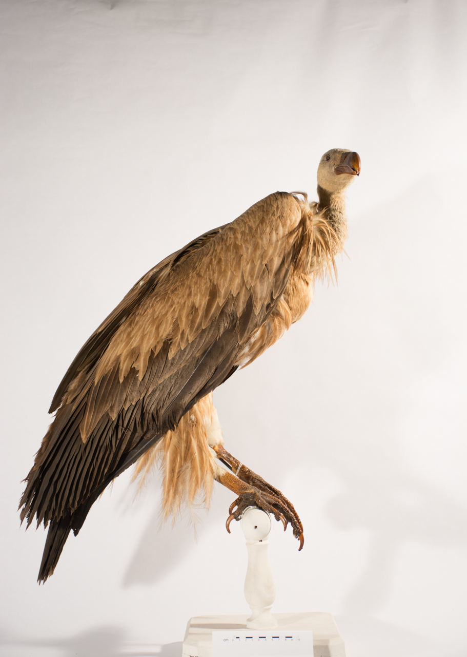 Uccello (esemplare)