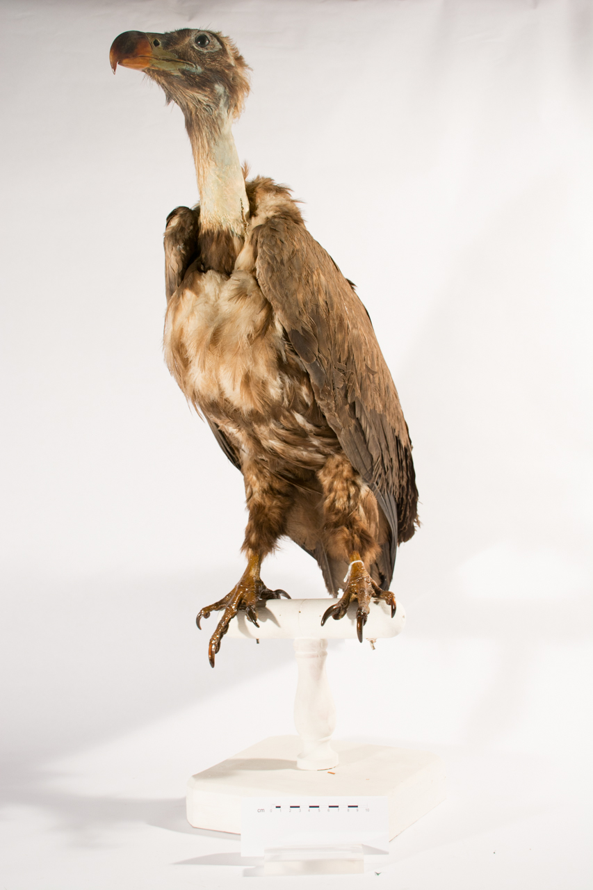 Uccello (esemplare)