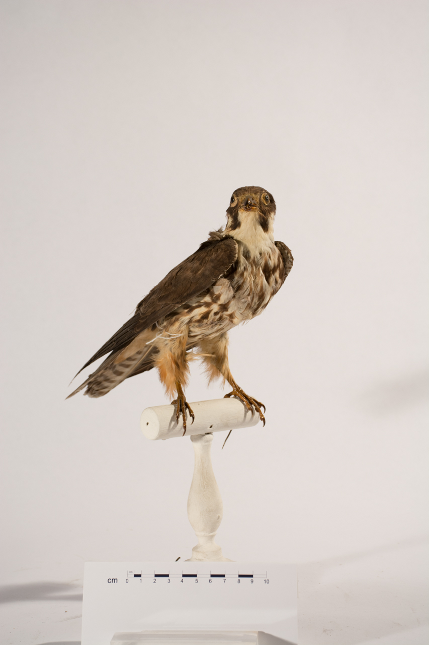 Uccello (esemplare)