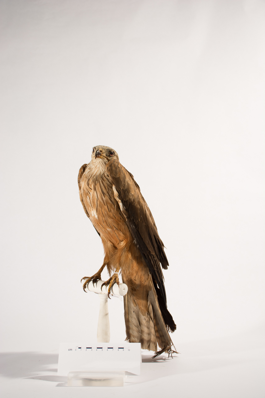 Uccello (esemplare)