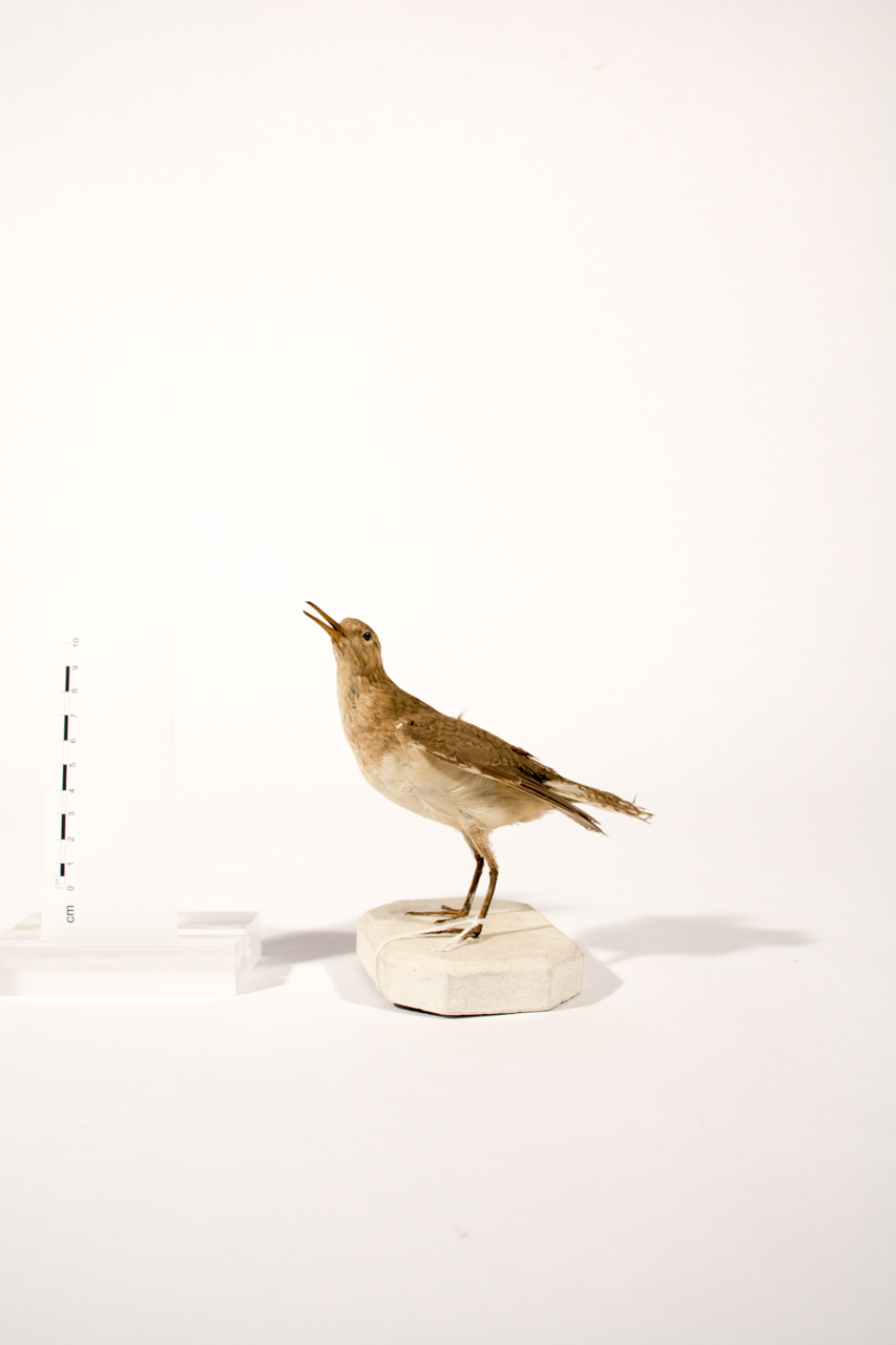 Uccello (esemplare)