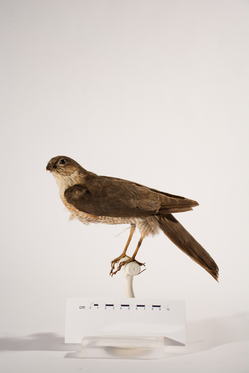 Uccello (esemplare)