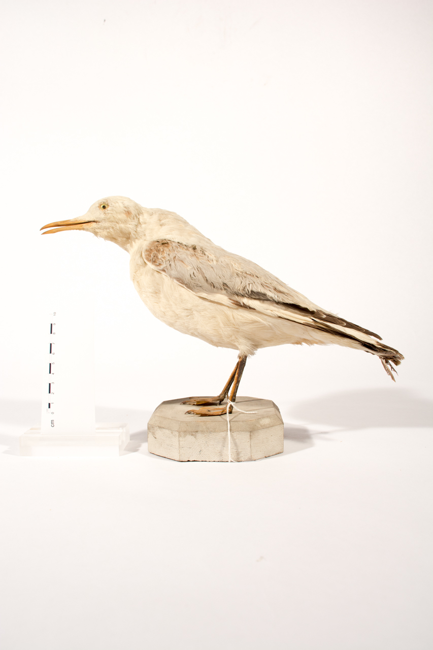 Uccello (esemplare)