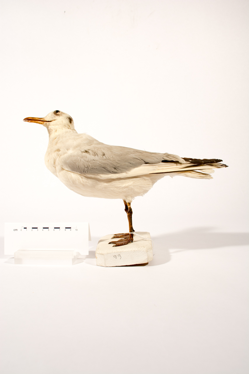 Uccello (esemplare)