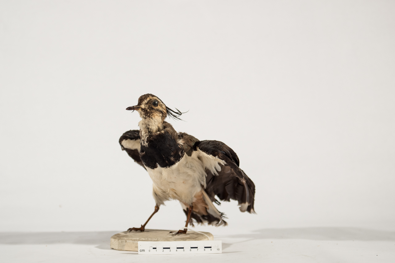 Uccello (esemplare)