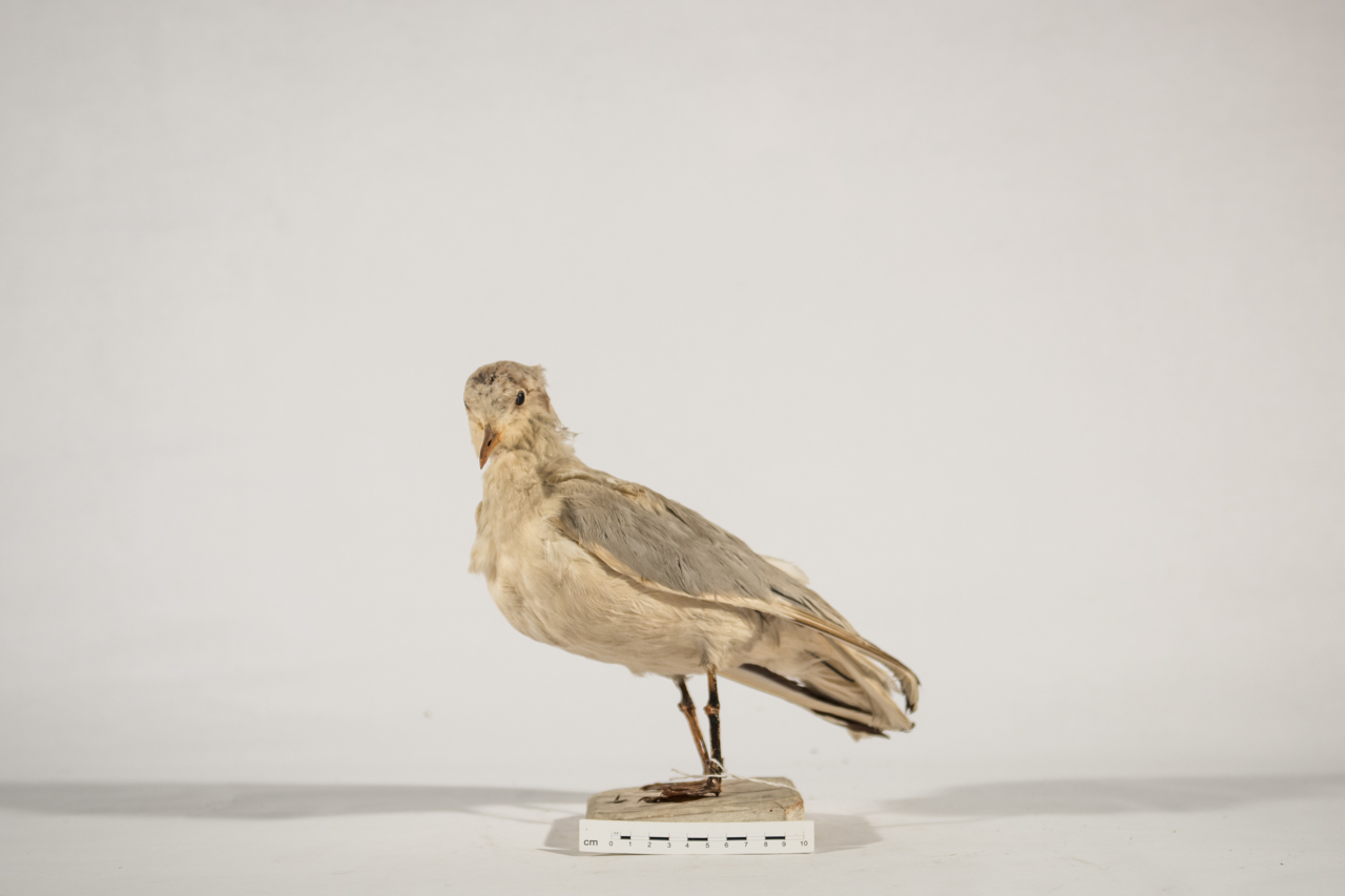 Uccello (esemplare)