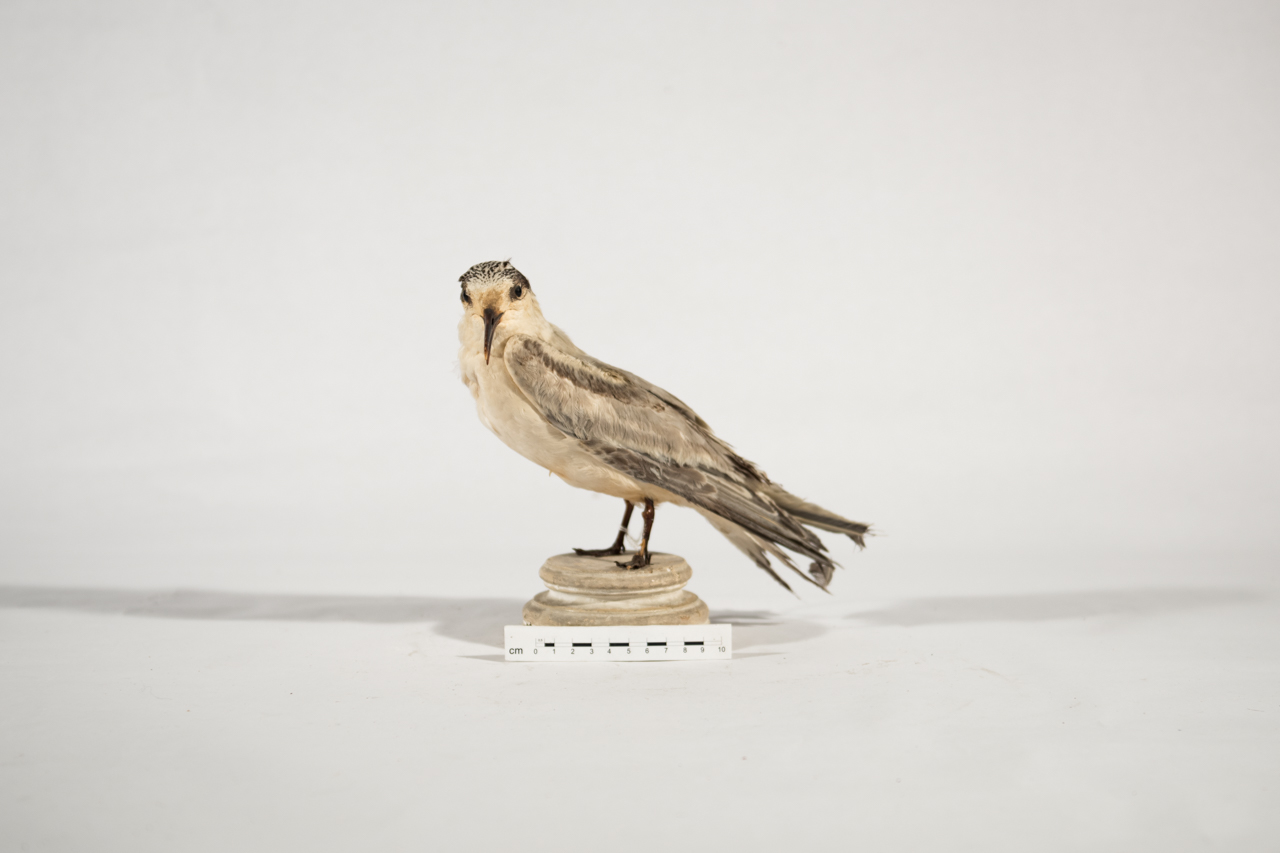 Uccello (esemplare)