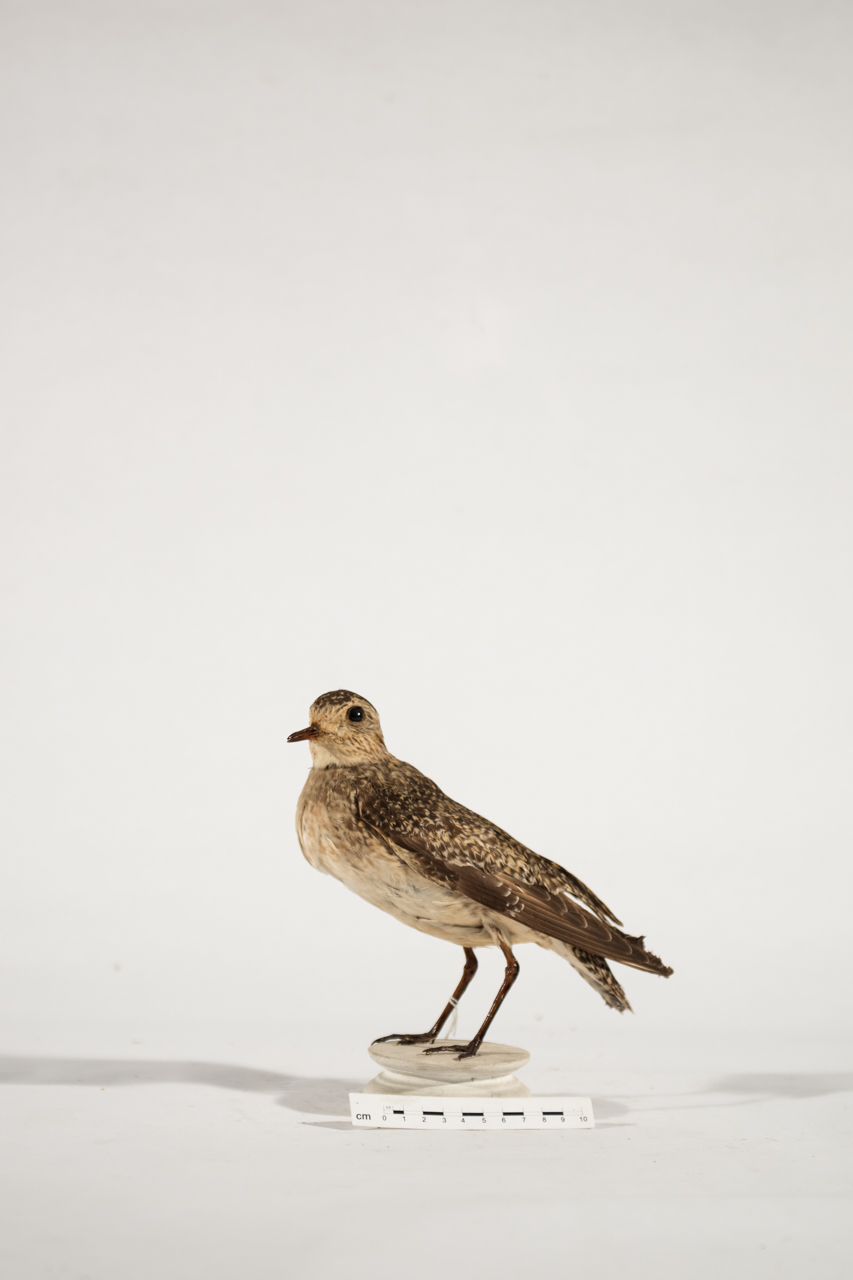 Uccello (esemplare)
