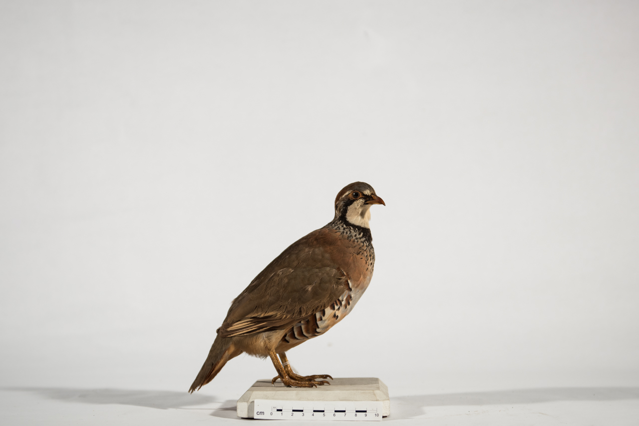 Uccello (esemplare)