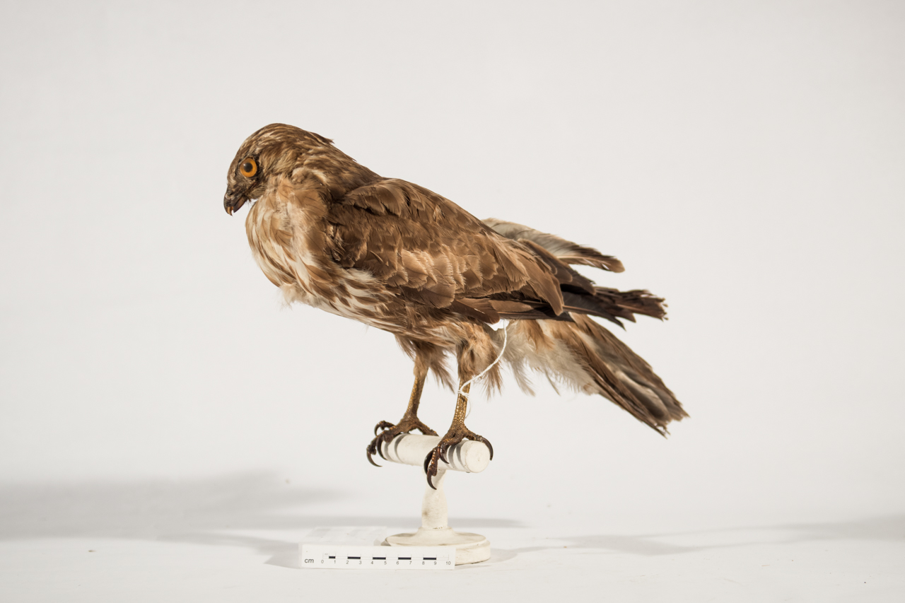 Uccello (esemplare)