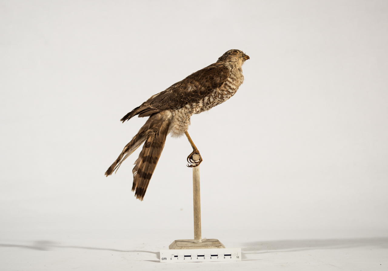 Uccello (esemplare)