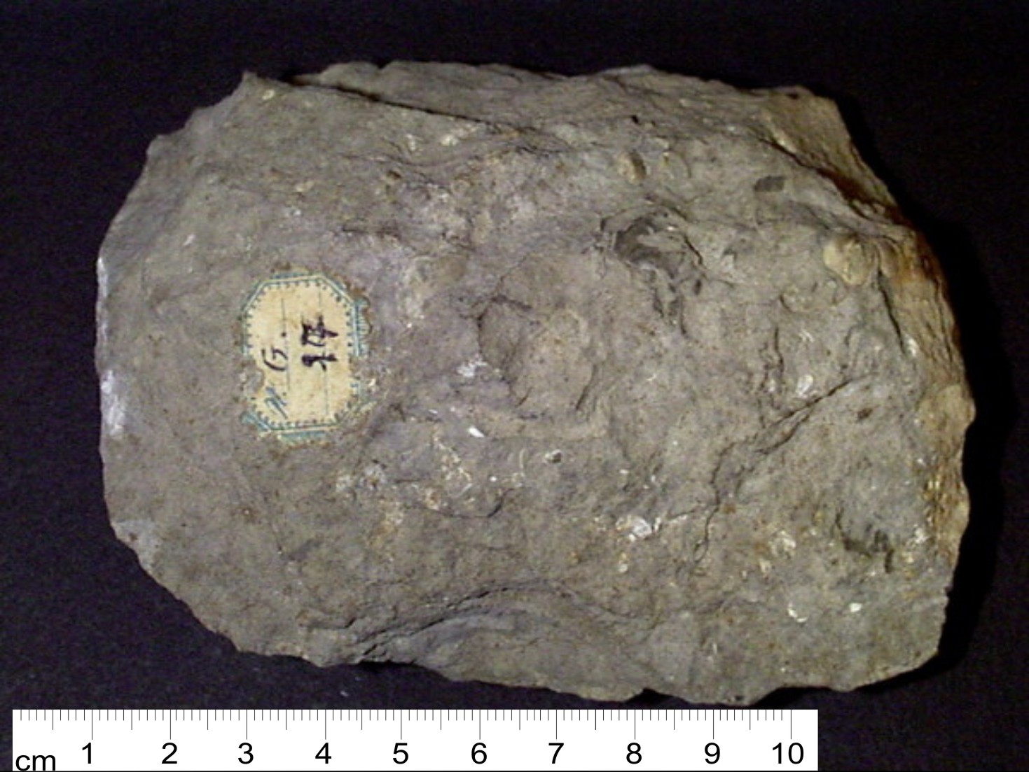 Fossile (invertebrato, mollusco, associazione fossile)