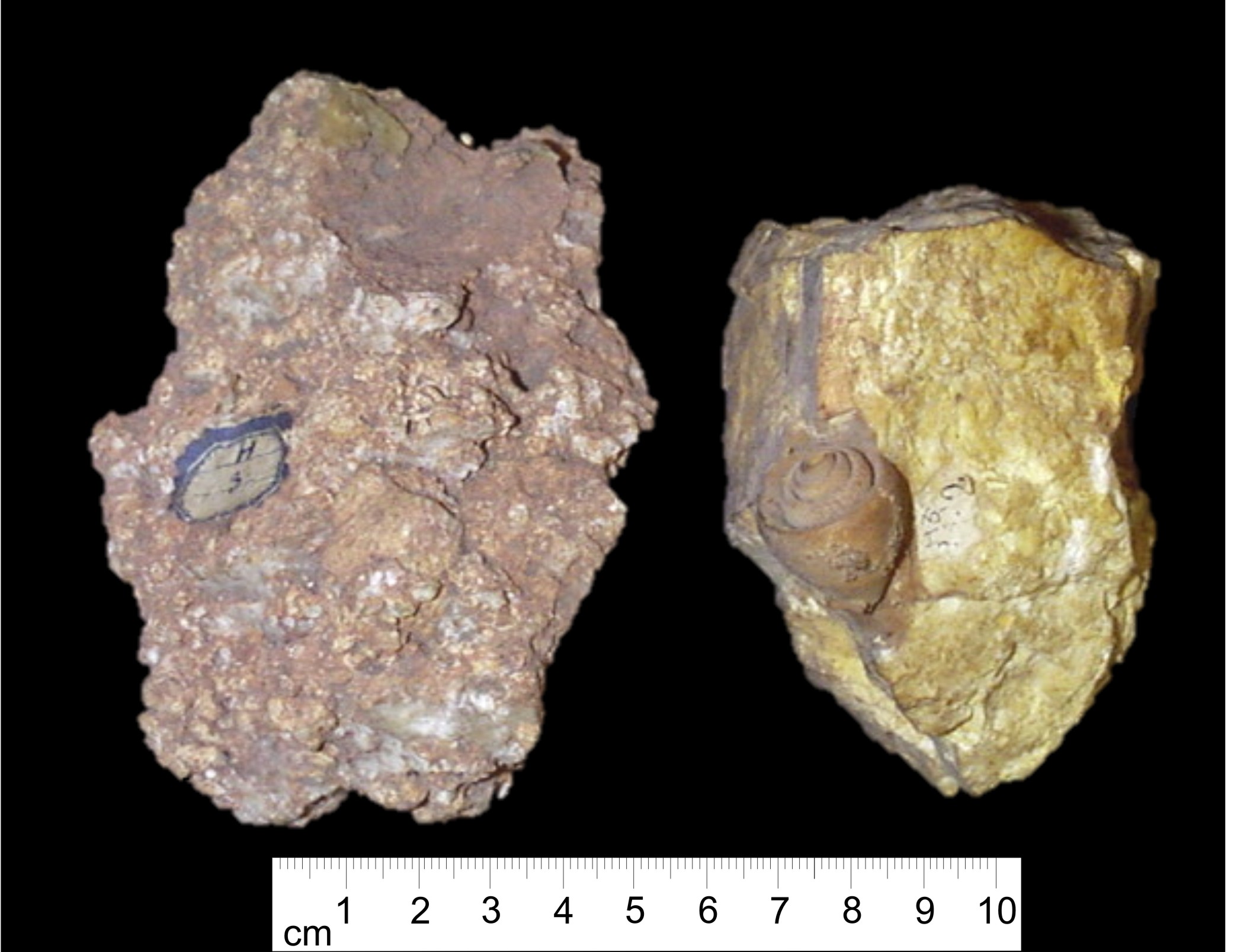Fossile (invertebrato, mollusco, associazione fossile)
