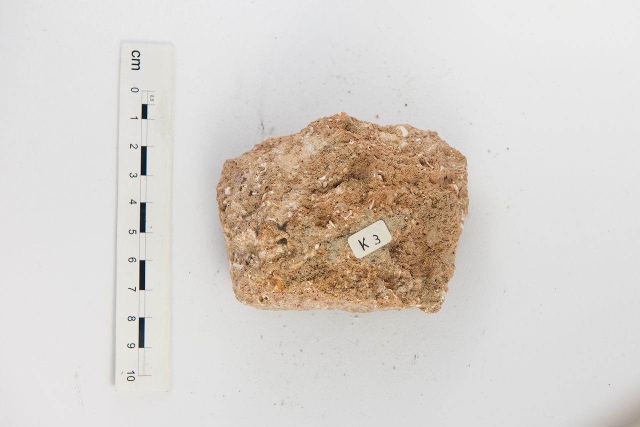 Fossile (invertebrato, molluschi, associazione fossile)