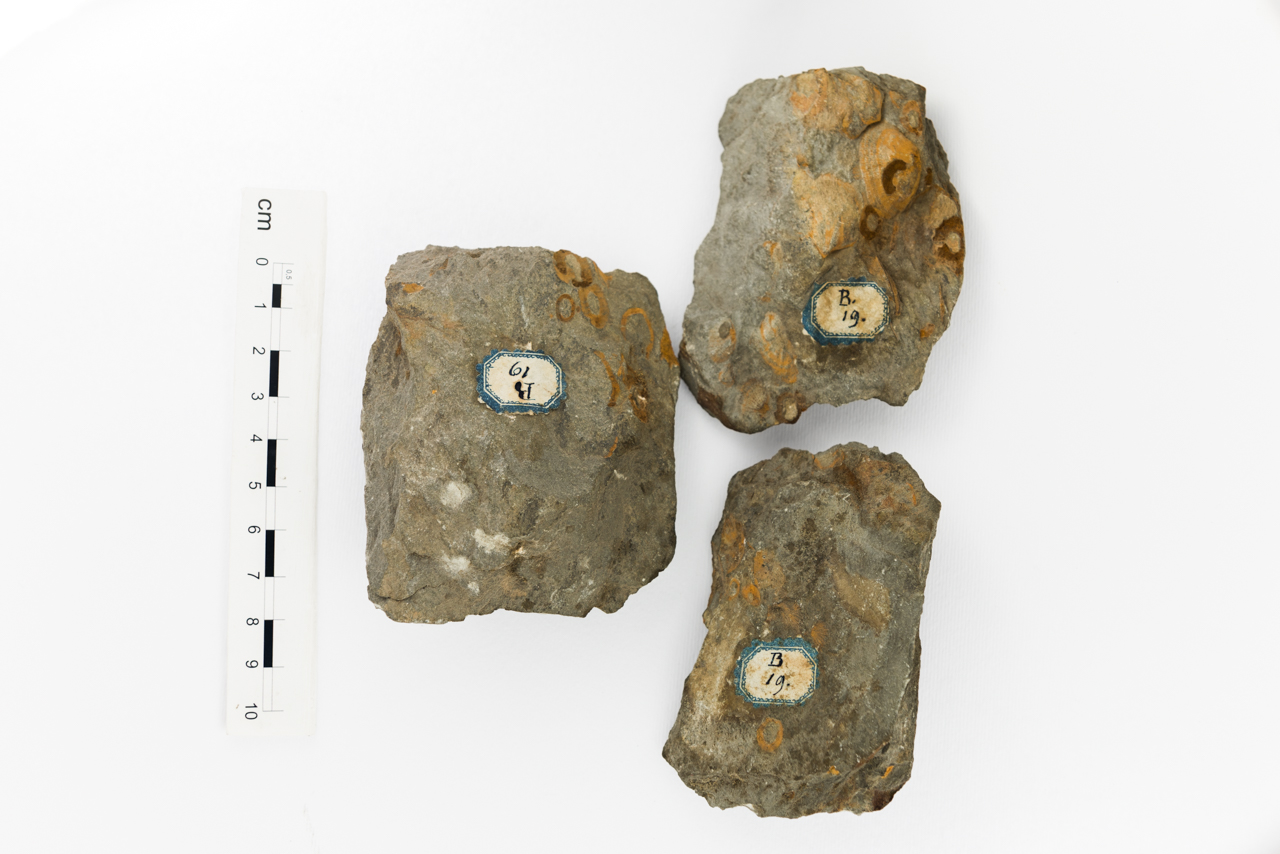 Fossile (invertebrato, associazione fossile)