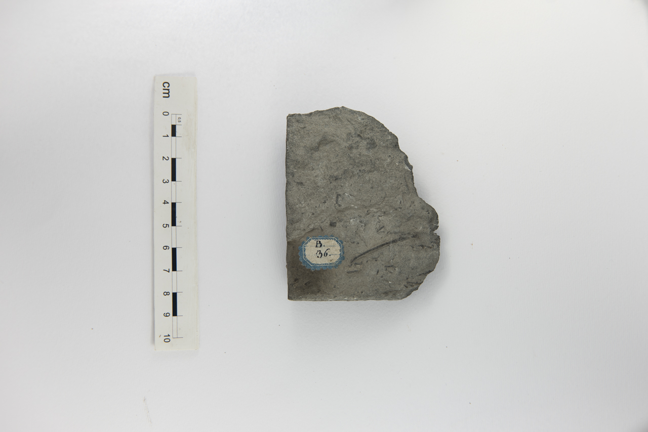 Fossile (invertebrato, associazione fossile)