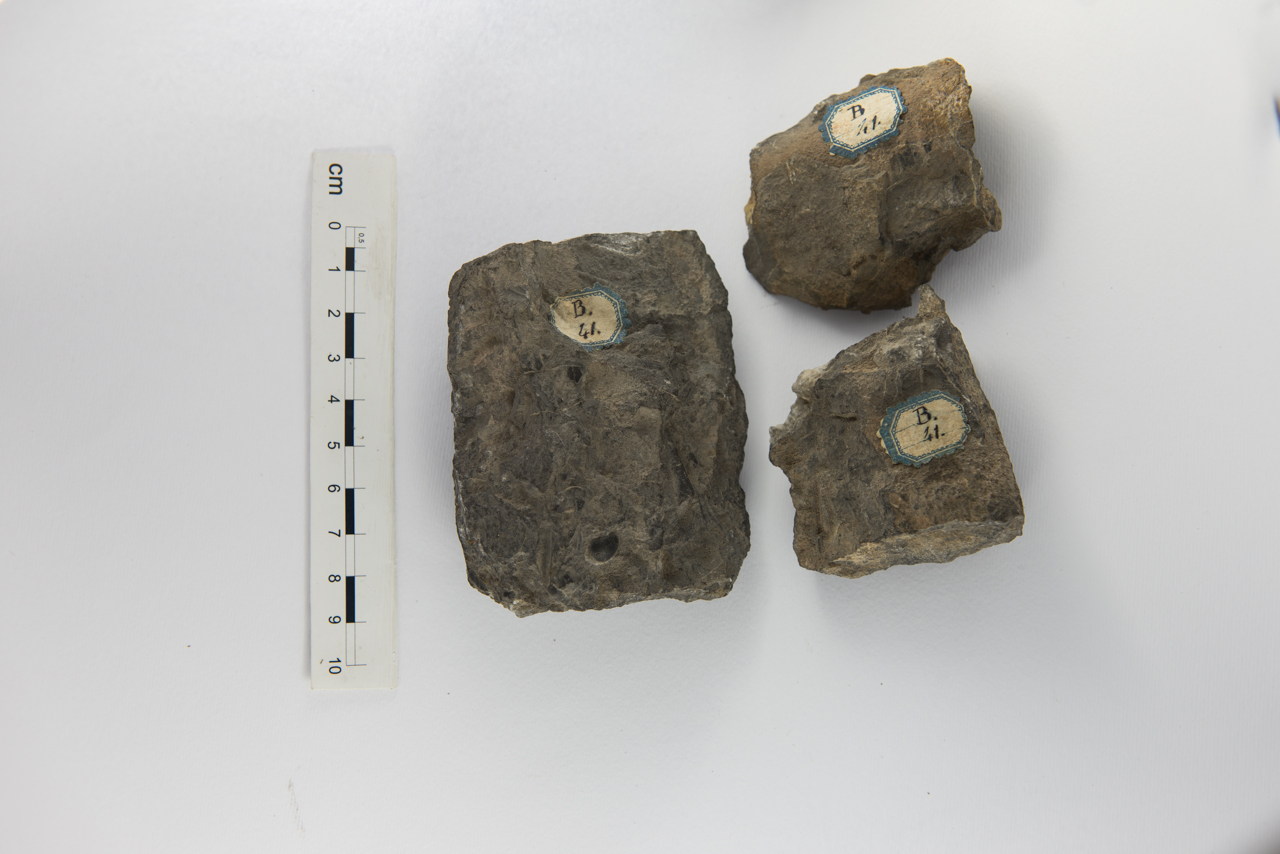 Fossile (invertebrato, associazione fossile)