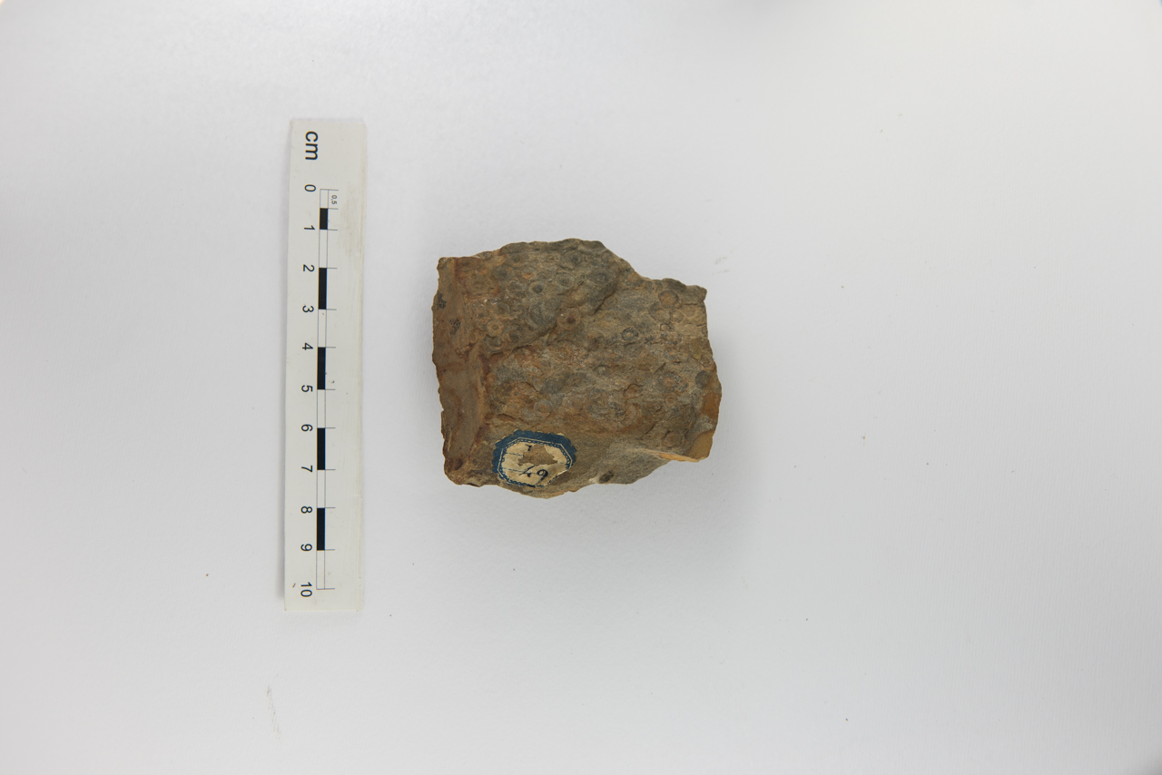 Fossile (invertebrato, associazione fossile)