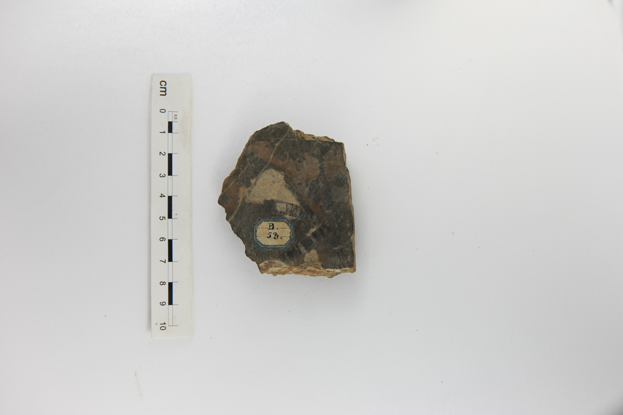 Fossile (invertebrato, associazione fossile)