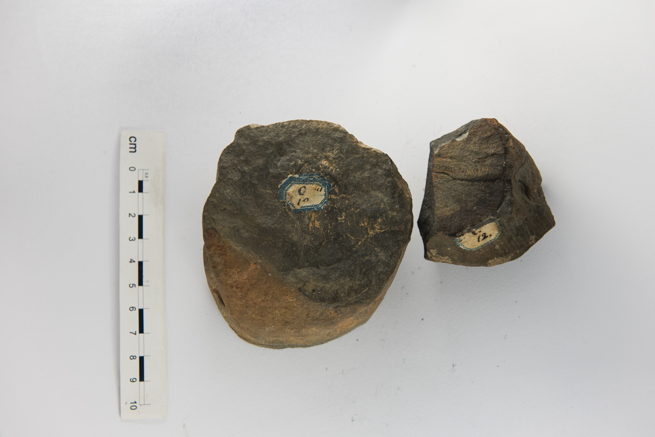 Fossile (pianta, esemplare)