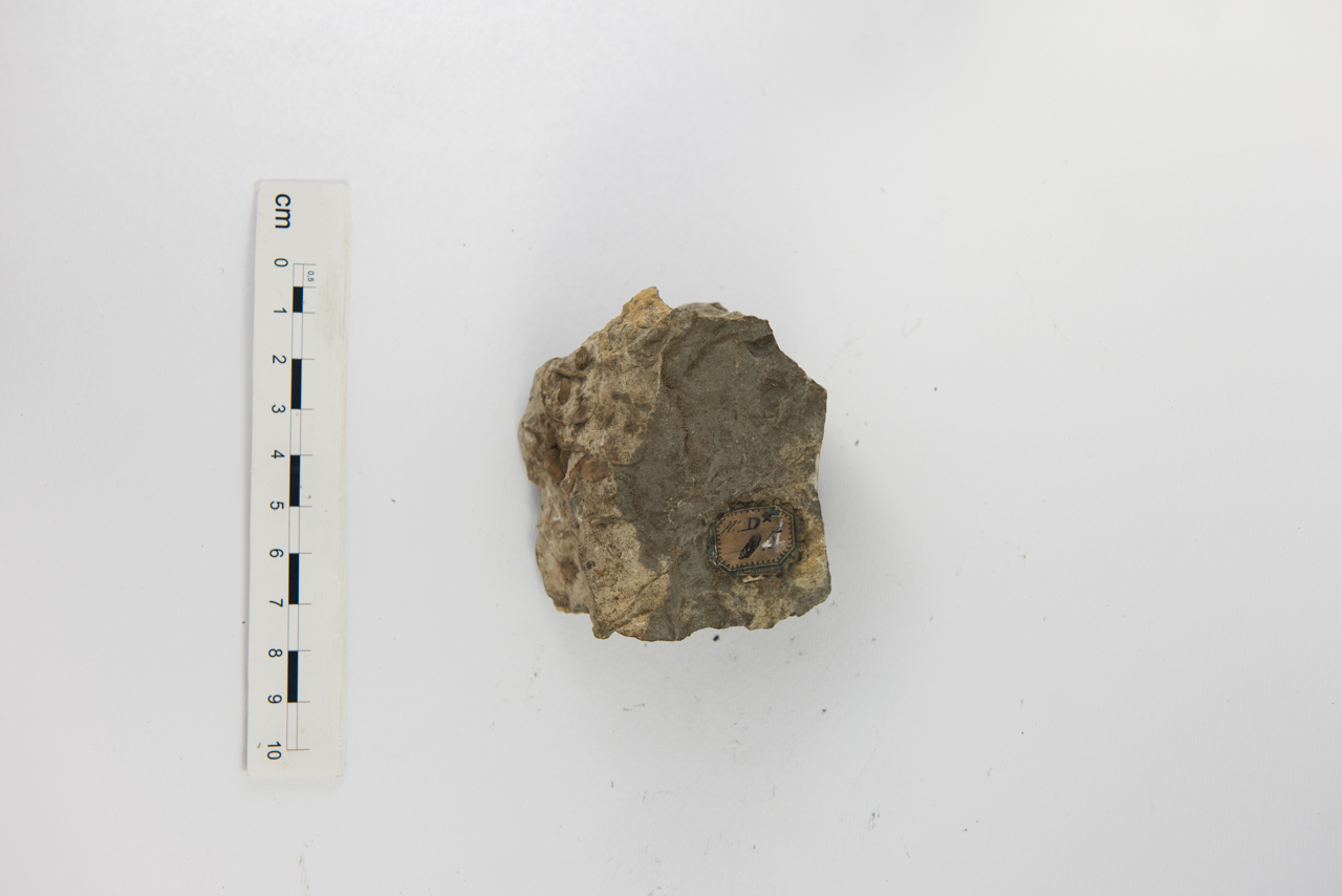 Fossile (invertebrato, mollusco, associazione fossile)