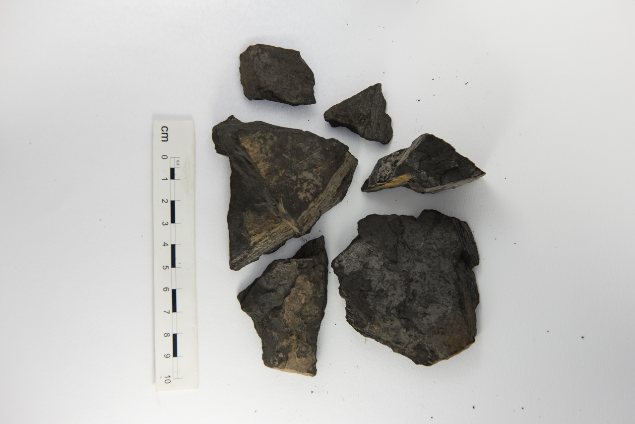 Fossile (pianta, esemplare)