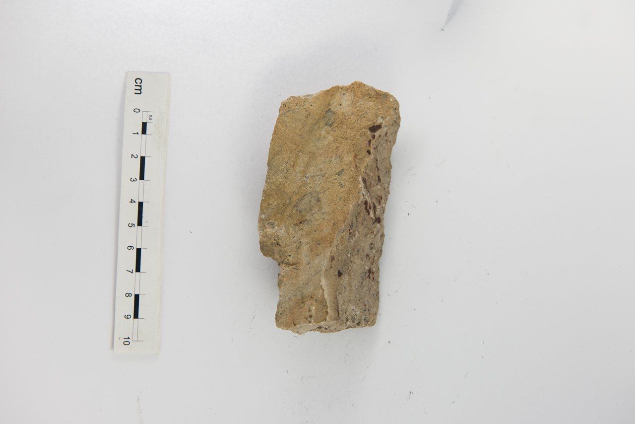 Fossile (pianta, esemplare)